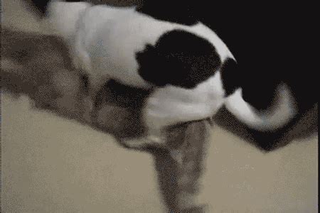 dogs humping gif|Humping Dog GIFs .